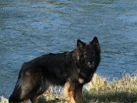 Shani